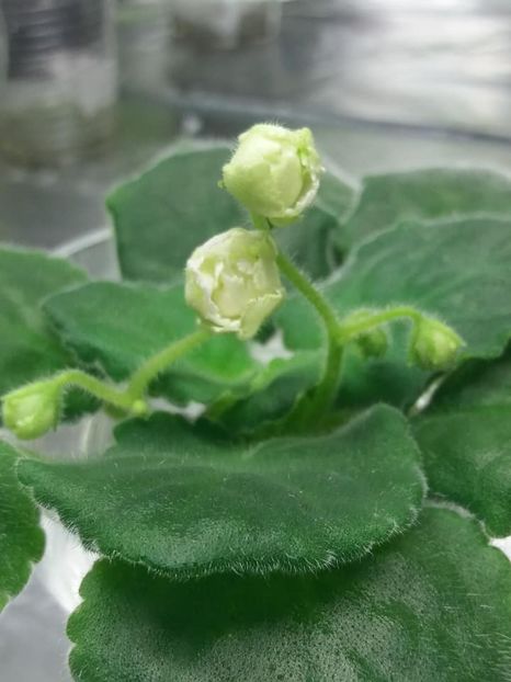 15 aug - ZZ Mellow Yellow