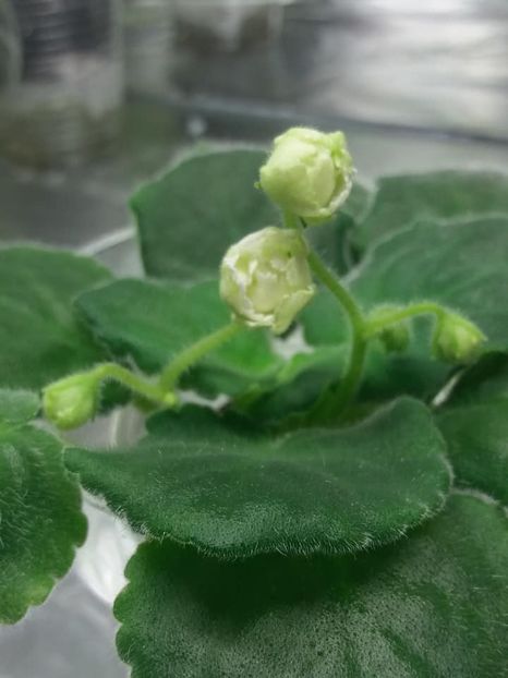 15 aug - ZZ Mellow Yellow