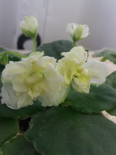 27 aug - ZZ Mellow Yellow