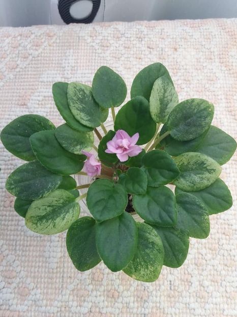 27 aug - Candy Fountain