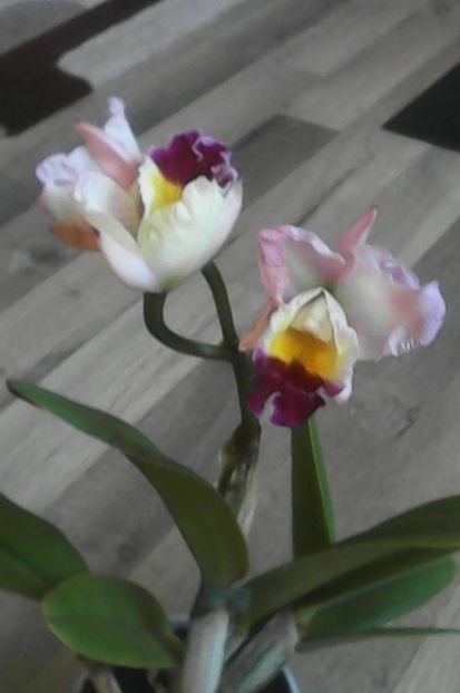 18.11.2016 - florile mele dragi