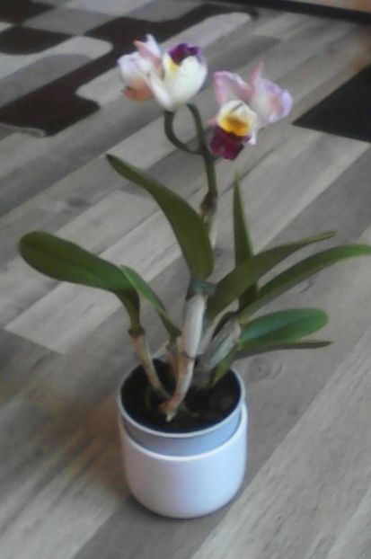  - florile mele dragi