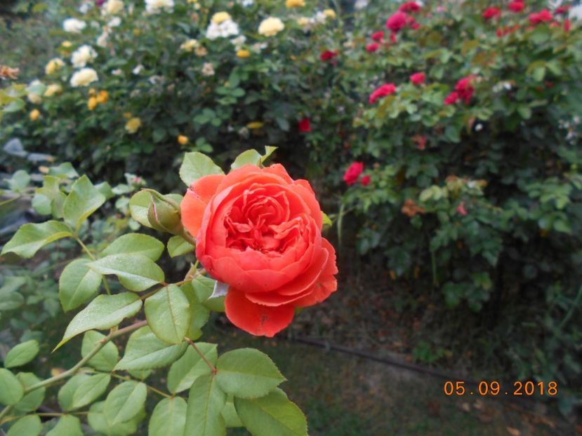 05.09.2018 - Summer Song