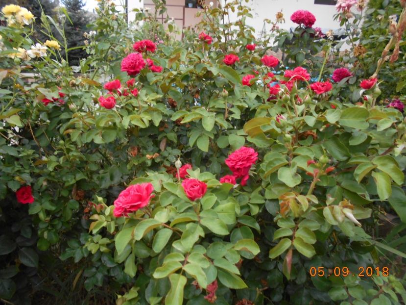  - Red Leonardo Da Vinci