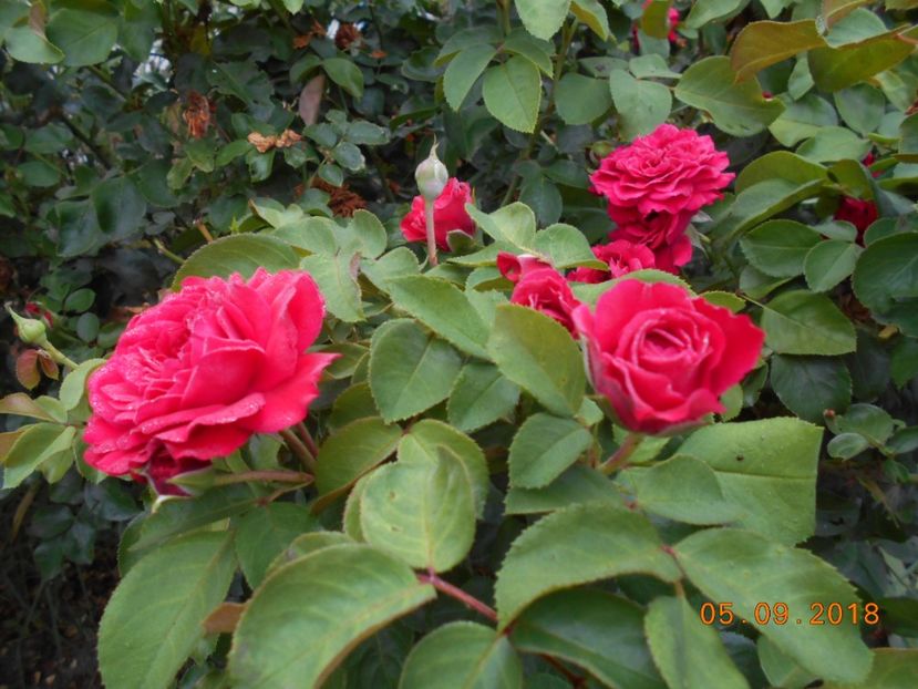  - Red Leonardo Da Vinci