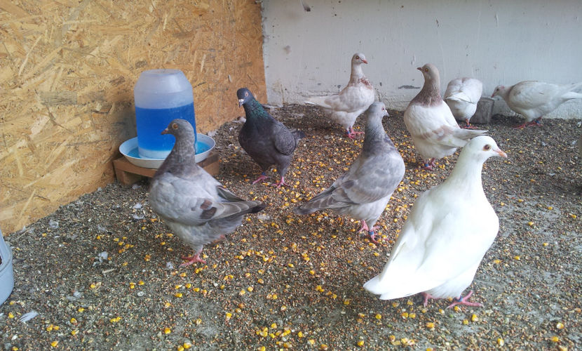  - 03 PUI TEXANI 2018