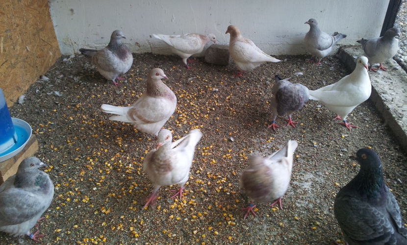 2018-6221EE-RO09 ( izabel -14.03.2018 ) - 03 PUI TEXANI 2018