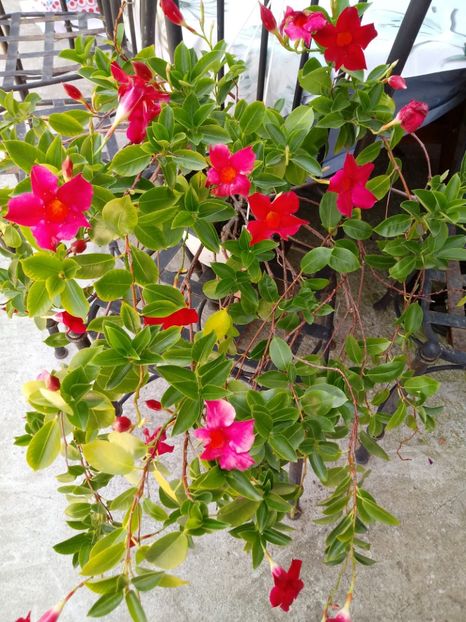  - Dipladenia-Allamanda