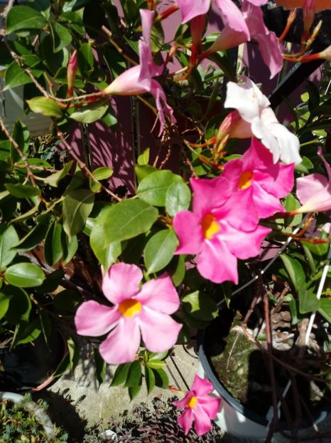  - Dipladenia-Allamanda