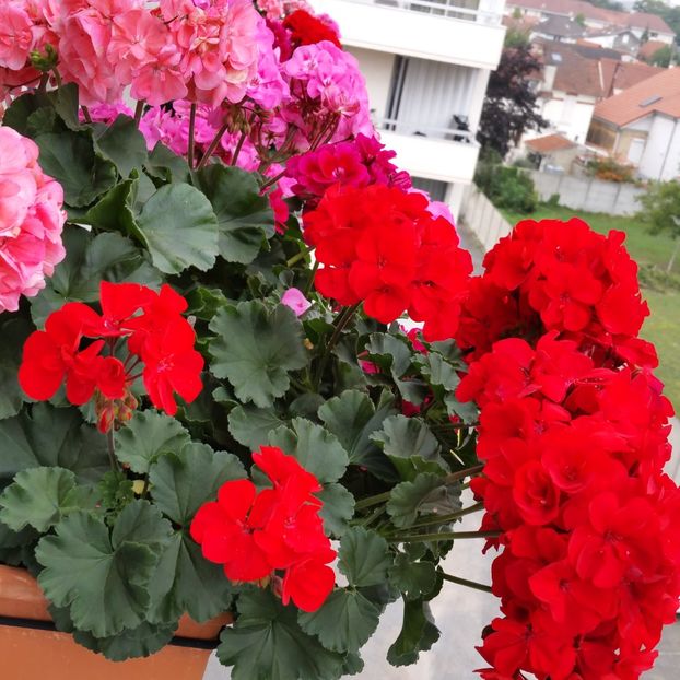  - Muscate 2013 2022