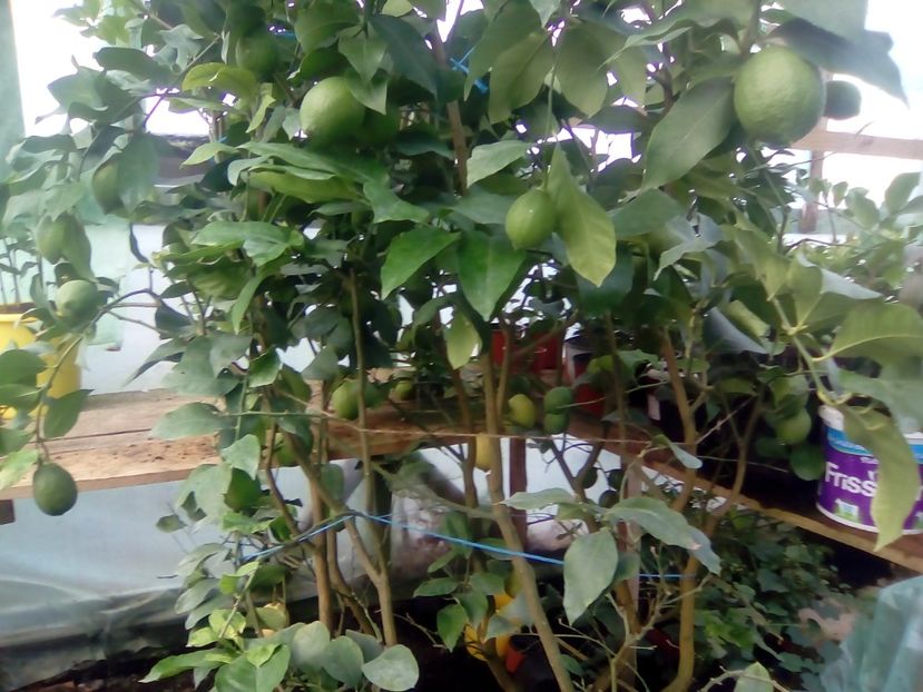 Lămîi cu fructul mare din solar - Plante 2018