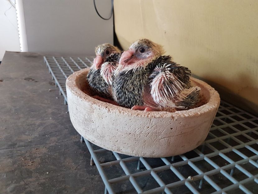  - Pui 2018