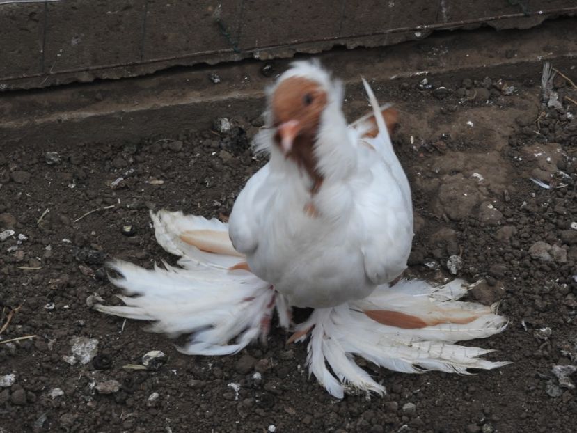  - 08 --- cap- de- maur