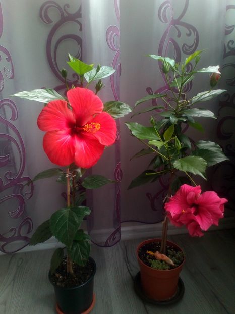  - Plantele mele