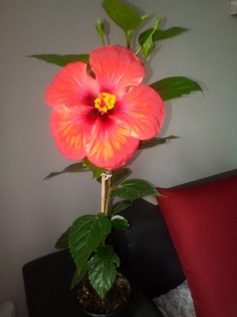 - Plantele mele