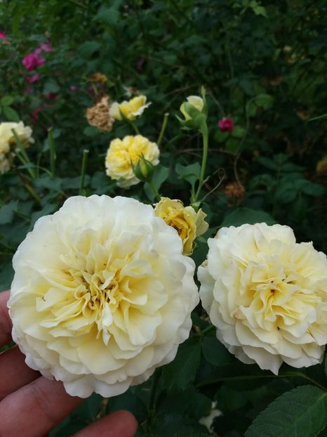  - The sun and the heat