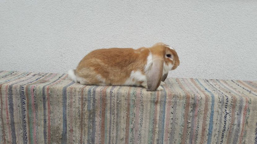  - 3 femela galben mantulat