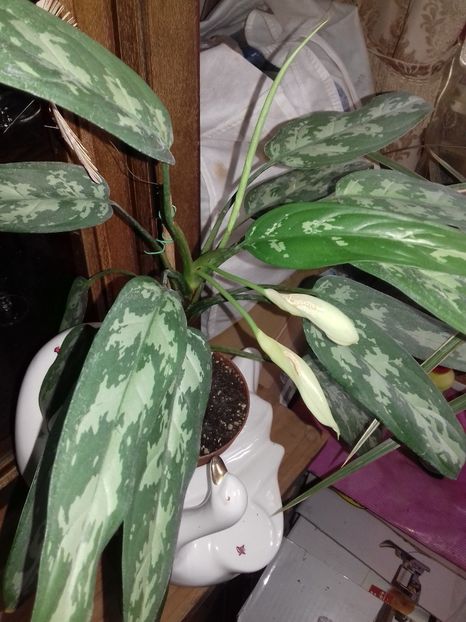  - 003-1 Aglaonema- planta intunericului