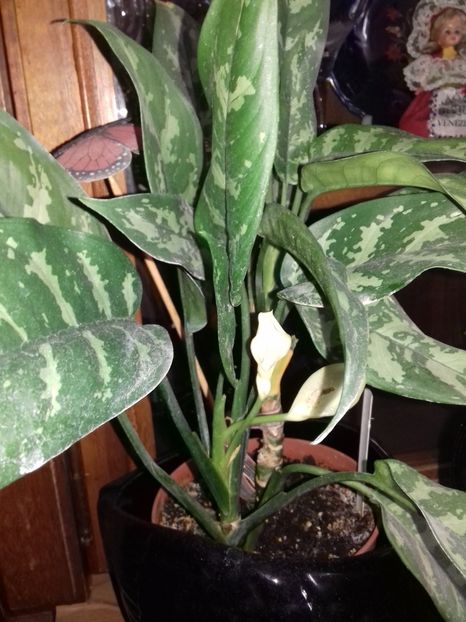  - 003-1 Aglaonema- planta intunericului