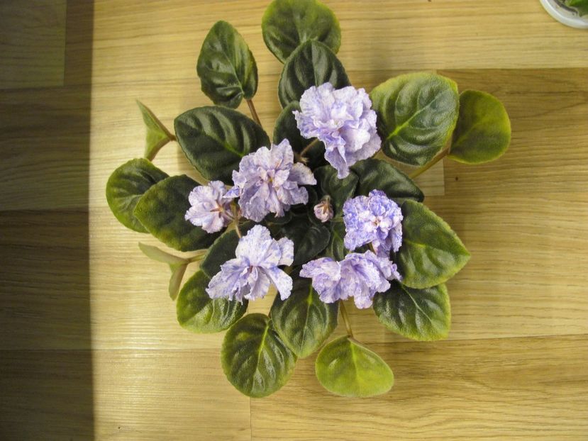  - RS Morskaya Princessa