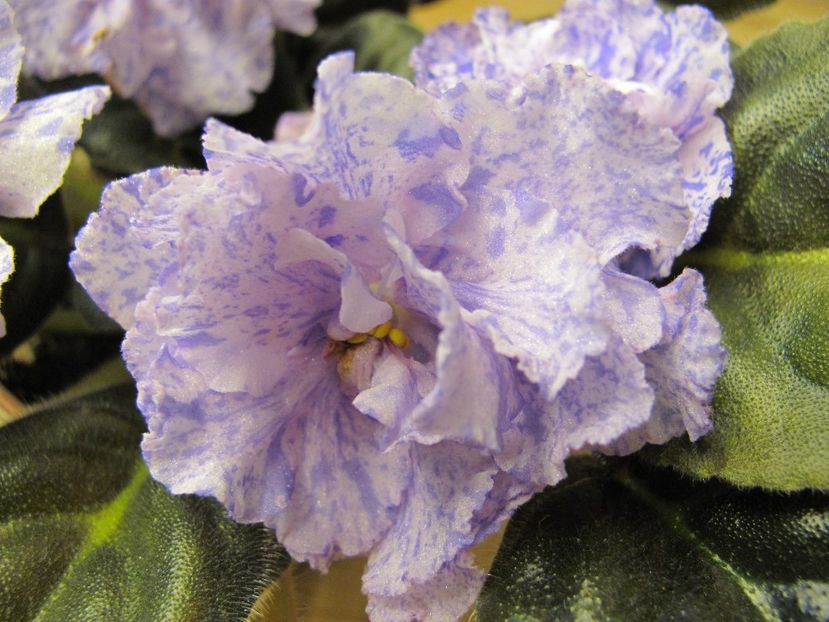  - RS Morskaya Princessa