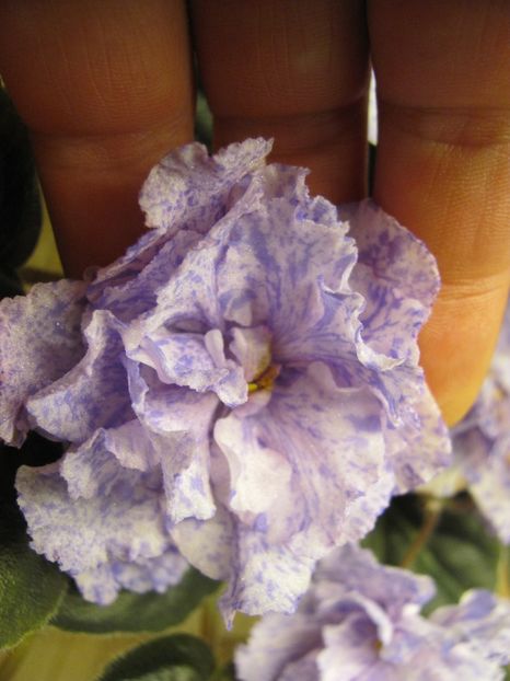  - RS Morskaya Princessa