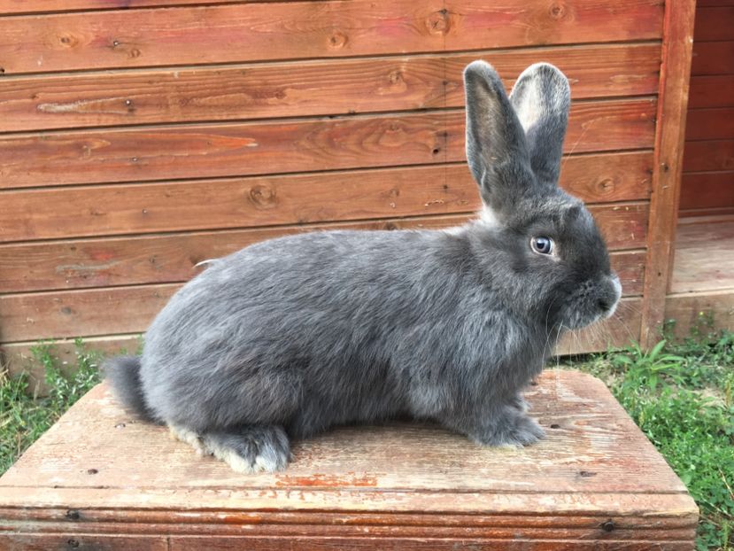 M 1-0 RO 12 5833 - X Iepuri ce i-am avut