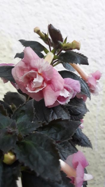  - R21 - Star Tracker xA