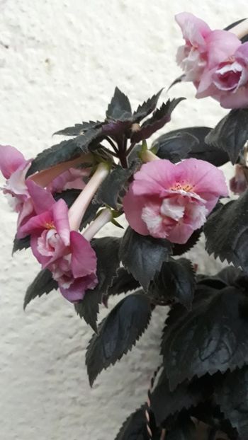  - R21 - Star Tracker xA