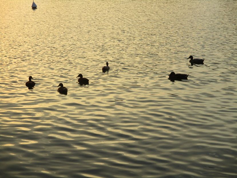  - Amintiri 2018 Gent si alte orase