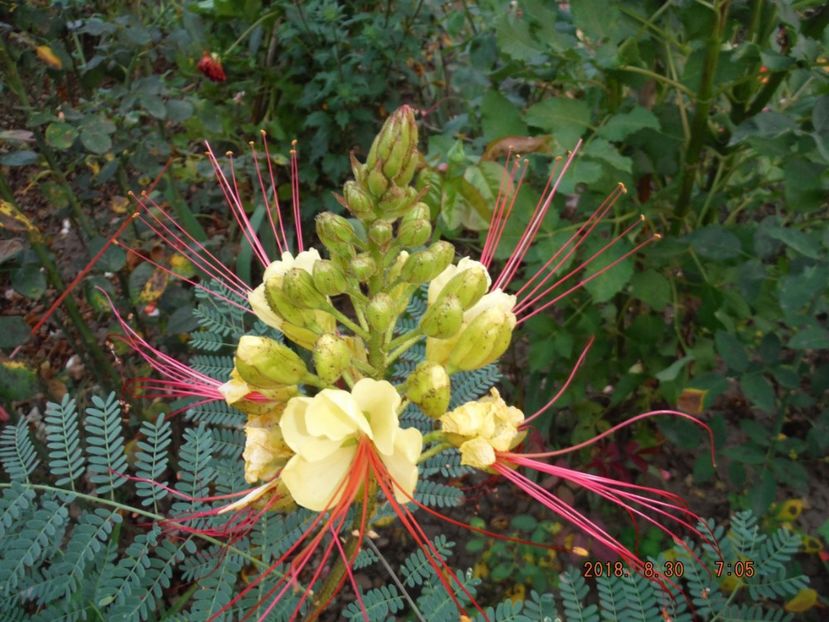  - caesalpinia pulcherrima si arborele de coral