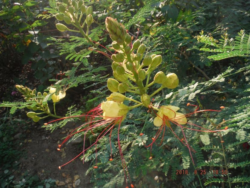  - caesalpinia pulcherrima si arborele de coral