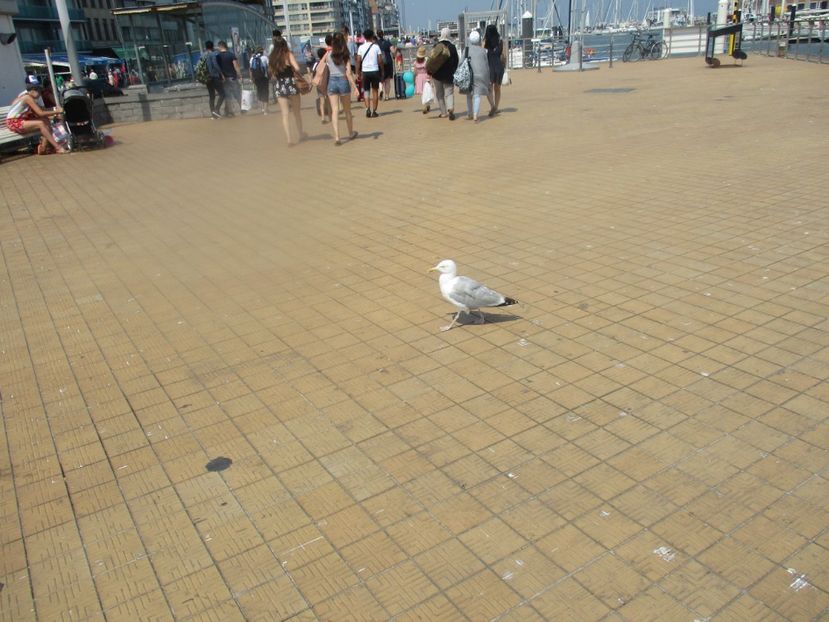  - Amintiri 2018 Gent si alte orase