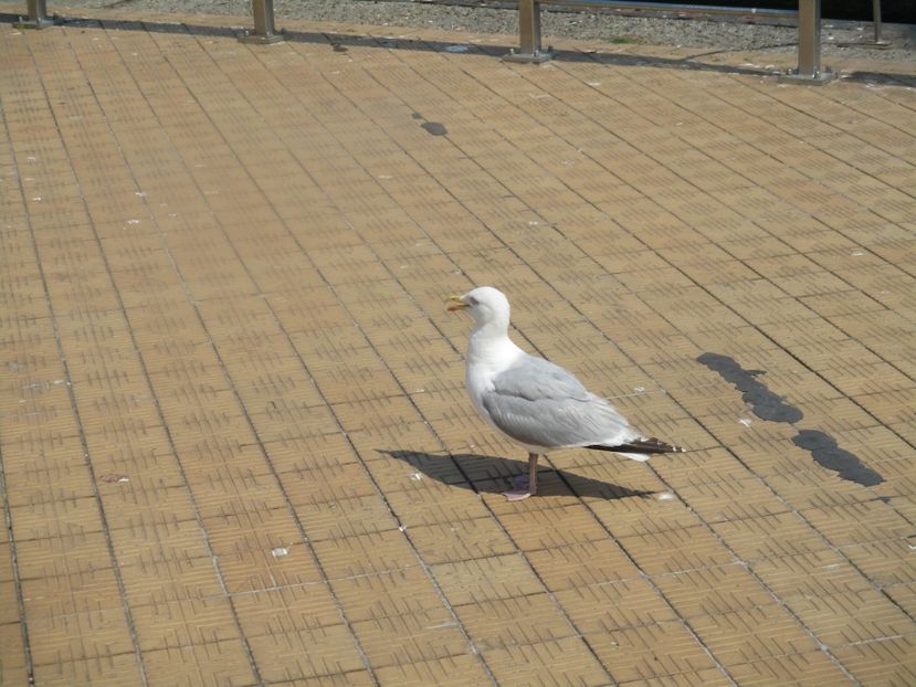  - Amintiri 2018 Gent si alte orase