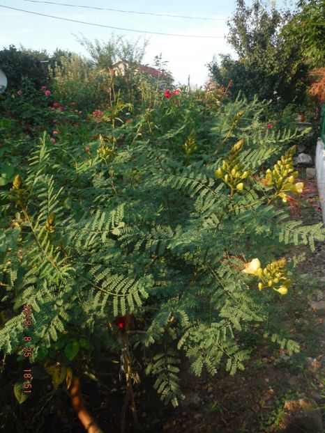  - caesalpinia pulcherrima si arborele de coral