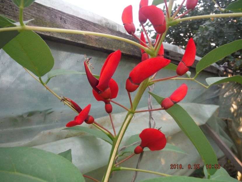  - caesalpinia pulcherrima si arborele de coral