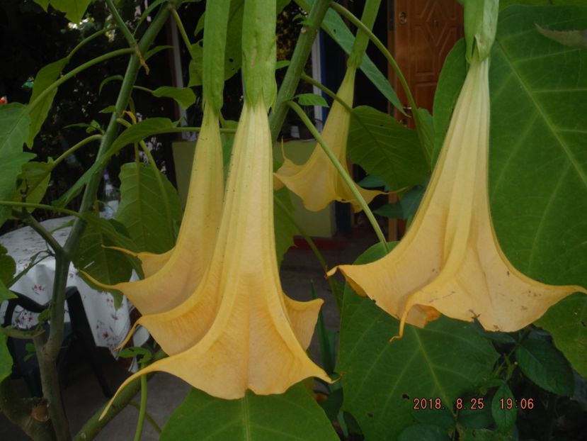  - caesalpinia pulcherrima si arborele de coral