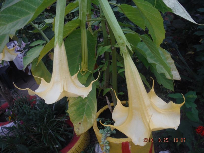  - caesalpinia pulcherrima si arborele de coral
