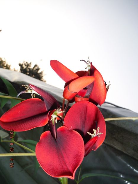  - caesalpinia pulcherrima si arborele de coral