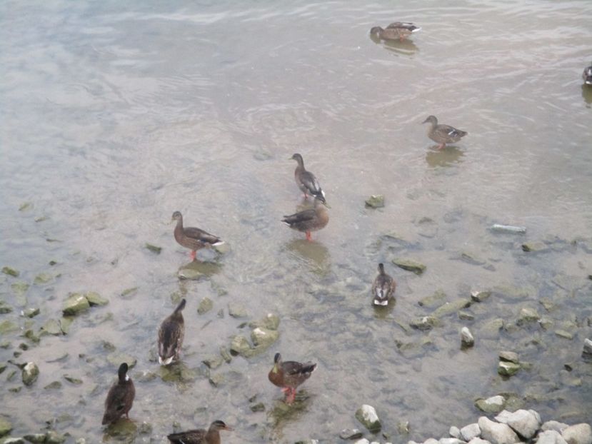  - Amintiri 2018 Gent si alte orase