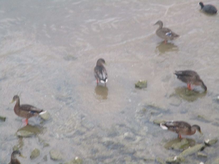  - Amintiri 2018 Gent si alte orase