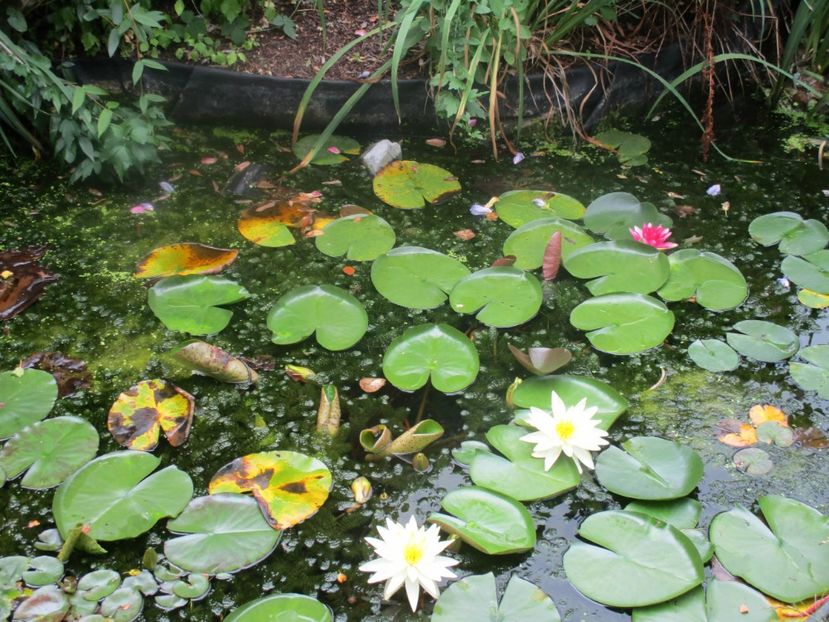  - Amintiri 2018 Gent si alte orase