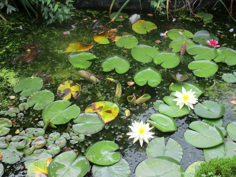  - Amintiri 2018 Gent si alte orase