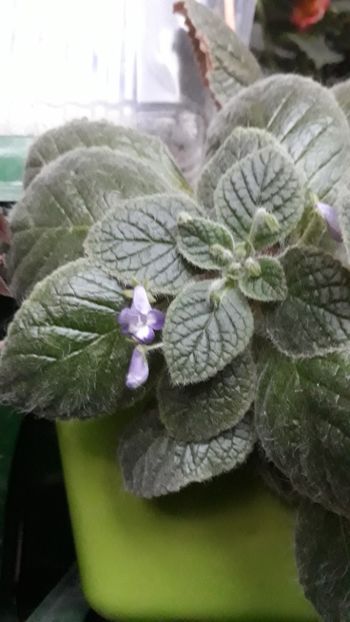 Andrieuxii Cornell, piticuta - 001 2018 - Eucodonia si X smithicodonia