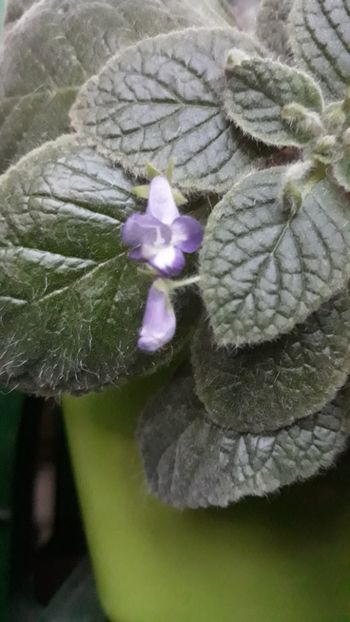 Cornell - 001 2018 - Eucodonia si X smithicodonia