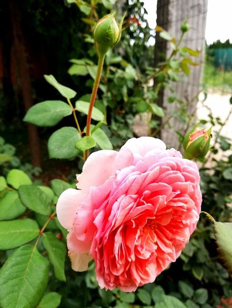  - Abraham Darby