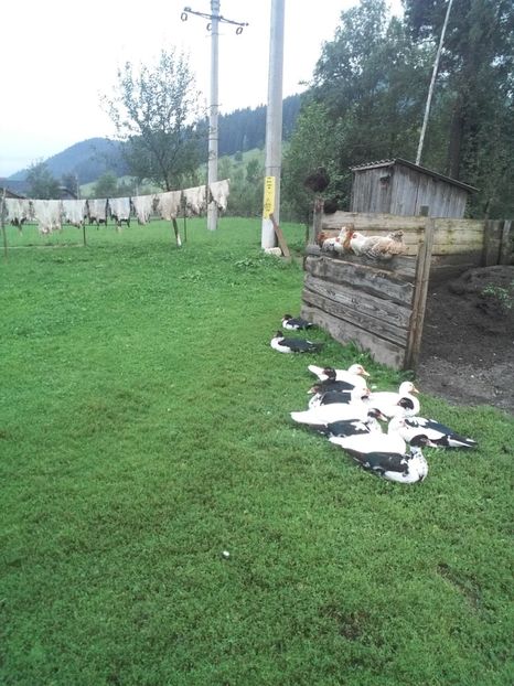  - 02 - Matca pentru 2019