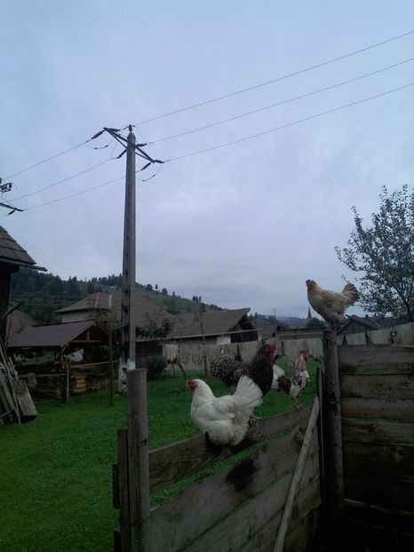  - F Gaini de tara si kabir