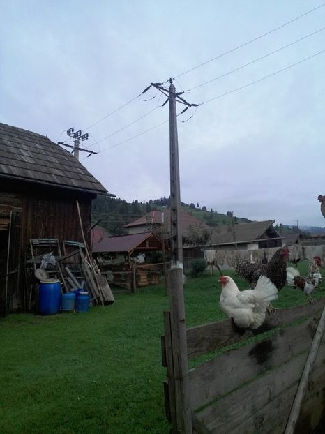  - F Gaini de tara si kabir