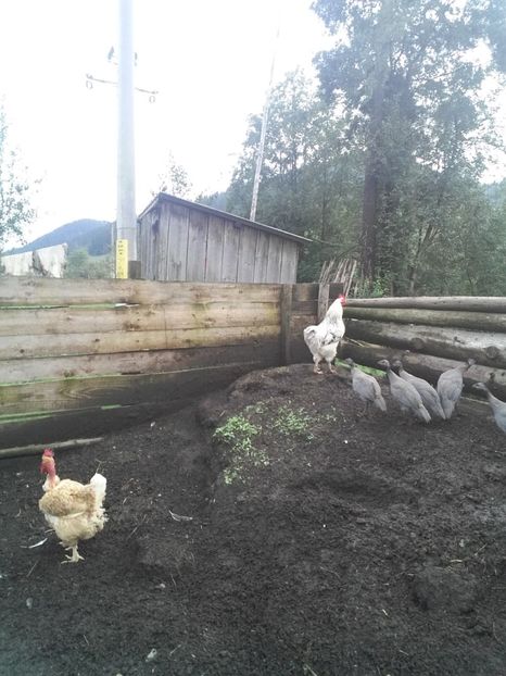  - F Gaini de tara si kabir